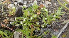 Plagiobothrys orientalis