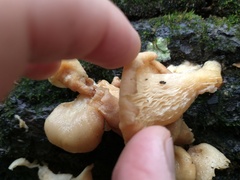 Pleurotus