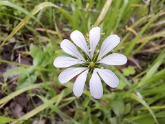 Stellaria chilensis