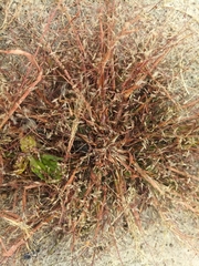 Eragrostis amurensis