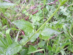 Stellaria chilensis