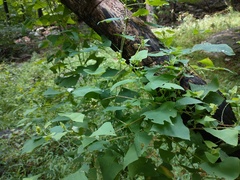 Persicaria perfoliata