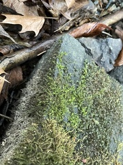 Hygroamblystegium varium