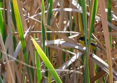 Tachuris rubrigastra