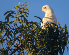 Cacatua sanguinea