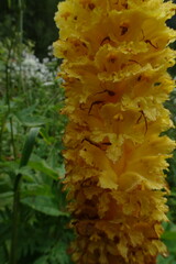 Orobanche ingens
