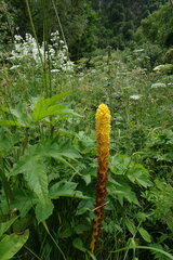 Orobanche ingens