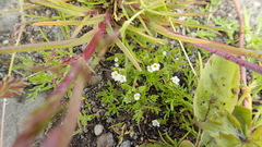 Plagiobothrys orientalis