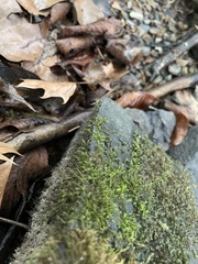 Hygroamblystegium varium