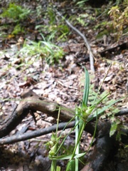 Carex intumescens