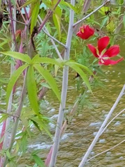 Hibiscus coccineus