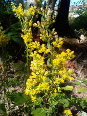 Solidago puberula