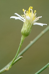 Chloracantha spinosa