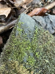 Hygroamblystegium varium