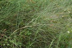 Chloracantha spinosa