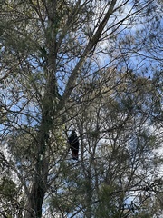 Calyptorhynchus lathami