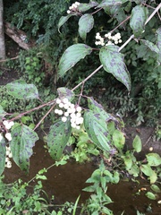 Cornus drummondii