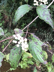 Cornus drummondii
