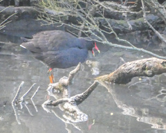 Gallinula tenebrosa