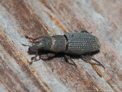 Dryophthorus americanus