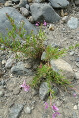 Chamaenerion colchicum