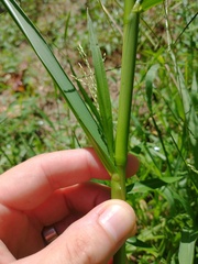 Panicum dichotomiflorum