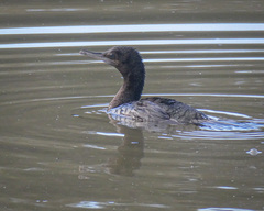 Phalacrocorax sulcirostris