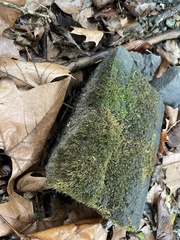 Hygroamblystegium varium