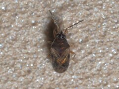 Antillocoris discretus