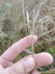 Andropogon ternarius