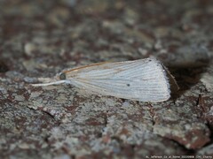 Eoreuma densellus