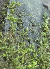 Hygroamblystegium varium