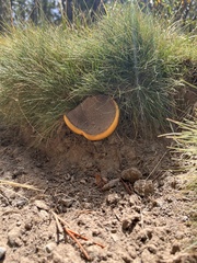 Ganoderma polychromum