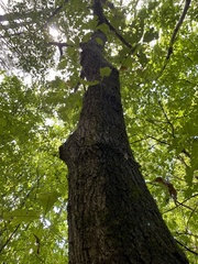 Quercus falcata