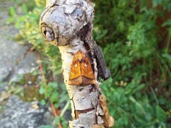 Papaipema leucostigma