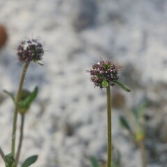 Opercularia scabrida