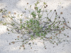 Opercularia scabrida