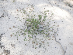 Opercularia scabrida