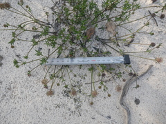 Opercularia scabrida