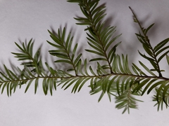 Prumnopitys ferruginea