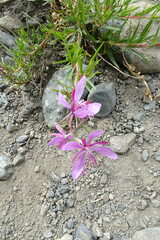 Chamaenerion colchicum