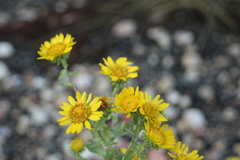 Grindelia squarrosa