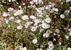 Erigeron