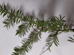 Prumnopitys ferruginea