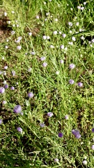 Erigeron