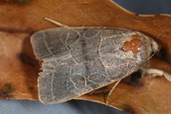 Orthodes majuscula