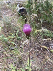 Cirsium andersonii
