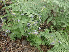 Campanula prenanthoides