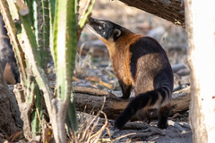 Nasua nasua