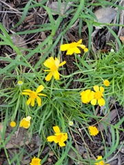 Tetraneuris linearifolia